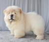 Питомник собак chow chow puppy