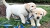 Питомник собак Labradors Puppies