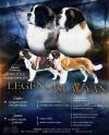 Питомник собак LEGENDA SLAVYAN