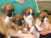 Питомник собак Boxer Puppies