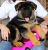 Питомник собак German shepherd Puppies