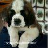 Питомник собак ALPINE DOG