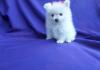 Питомник собак Available Pomeranian Pups For adoption
