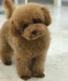 Питомник собак Adorable Poodle Puppies