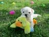 Питомник собак Regalo Cachorros Pomerania
