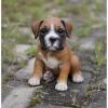 Питомник собак Cute Male and Female BOXER puppies available