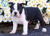 Питомник собак Boston Terrier puppies available