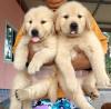 Питомник собак Golden Retriever Puppies