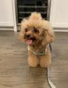 Питомник собак Available Toy Poodle Pups For adoption