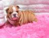 Питомник собак Beautiful English Bulldog puppies for good home