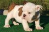 Питомник собак English Bulldog Puppies Available