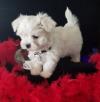 Питомник собак Maltese Puppies Available