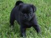 Питомник собак Pug puppies