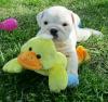 Питомник собак English Bulldog puppies