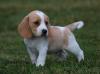 Питомник собак Beagle Puppies Available