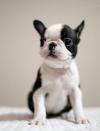 Питомник собак Adorable Boston Terrie puppies