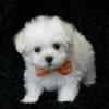 Питомник собак Maltese Puppies Available
