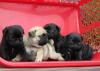 Питомник собак Pug Puppies Available