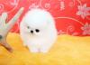 Питомник собак Teacup Pomeranian Spitz Puppies Available