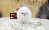 Питомник собак Teacup Pomeranian Spitz Puppies Available