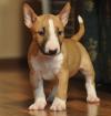 Питомник собак Bull Terrier Puppies Available
