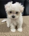 Питомник собак Maltese Puppies Available