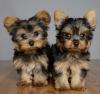 Питомник собак Teacup Yorkshire Puppies Available