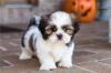 Питомник собак Shiba Inu Puppies Available