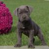 Питомник собак Cane Corso Puppies Available