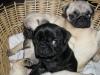 Питомник собак Pug Puppies Available