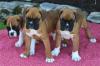 Питомник собак Boxer Puppies Available