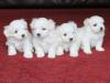 Питомник собак Maltese Puppies Available