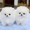 Питомник собак Teacup Pomeranian Spitz Puppies Available