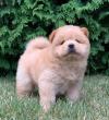 Питомник собак Chow chow Puppies