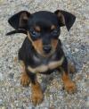 Питомник собак Home Train Miniature Mini Pinscher puppies available