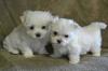 Питомник собак Maltese Puppies Available