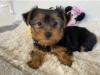 Питомник собак Teacup Yorkshire Puppies Available