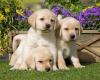 Питомник собак Labrador Retriever Puppies Available For Sale