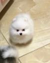 Питомник собак Available Pomeranian Pups For adoption