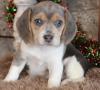Питомник собак Beagle Puppies Available