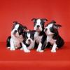 Питомник собак Boston Terrier Puppies Available