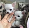 Питомник собак Teacup Chihuahua Puppies Available