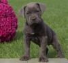 Питомник собак Cane Corso Puppies Available