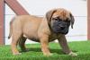 Питомник собак Bullmatiff Puppies Available