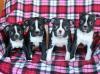 Питомник собак Boston Terrier Puppies Available