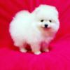 Питомник собак Super Adorable Pomeranian Puppies