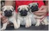 Питомник собак Pug Puppies Available
