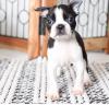 Питомник собак Boston Terrier Puppies Available