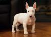 Питомник собак Bull Terrier Puppies Available