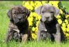 Питомник собак Cane Corso Puppies Available